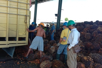 ISPO tak Bergigi Hadapi Sortasi Sesuka Hati