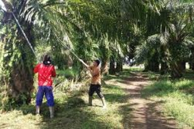 BPDPKS Terus Dorong Penguatan Kelembagaan dan Kemitraan Petani