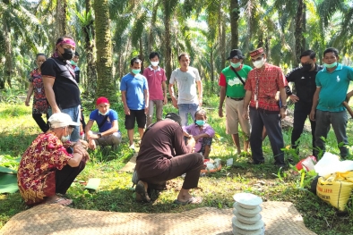 Peremajaan Sawit Rakyat Ala Dayak Linoh
