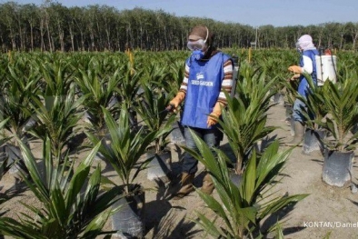 SP2BKS, Upaya Meminimalisir Benih Sawit Ilegitim