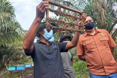 Menengok Budidaya Lebah Madu di Segintil