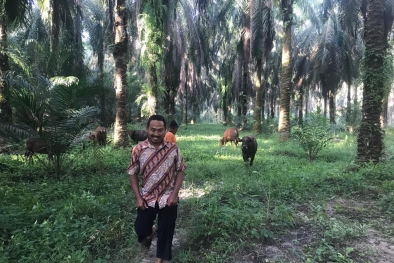 Ternak Sapi, Petani Sawit di Siak Untung