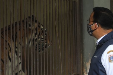 2 Harimau Terpapar Covid-19, Dewan Pertanyakan Pengawasan di Ragunan