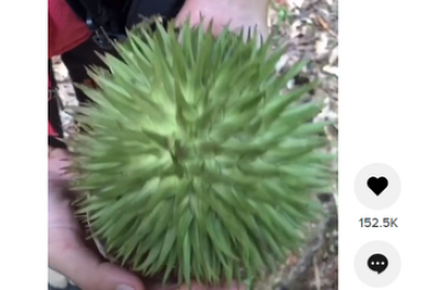 Viral Buah Teretung Mirip Durian, Ini Penjelasan LIPI