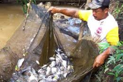 Perikanan Darat Masih Terkendala Bibit dan Pakan