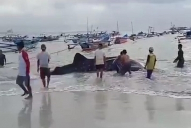 Hiu Berbobot 1,5 Ton Terdampar, Pertanda Baik Bagi Nelayan