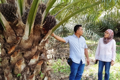 Pelajaran Dari Perjalanan Panjang Pekebun Sawit Indonesia