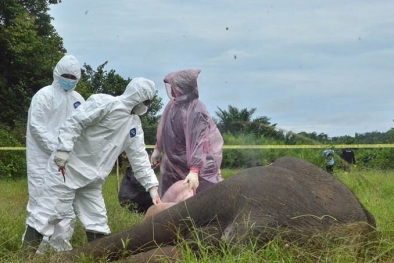 Lima Pembunuh Gajah dengan Cara Diracun dan Dipenggal Ditangkap