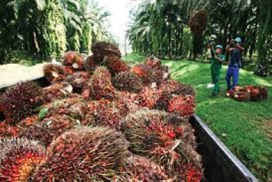 Perputaran Uang dari Komoditas Sawit Capai Rp 1,8 Miliar Sehari