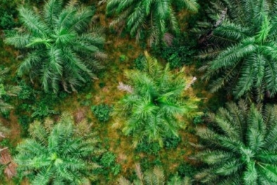 Ekspor Perkebunan Ditargetkan Tembus Rp1.040 Triliun