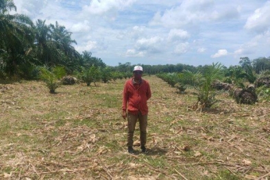 Sudah Ditanam Sawit, 30 Hektar Lahan PSR Dirusak Gajah