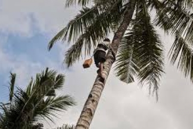 Tiba-tiba Lemas, Kakek ini Meluncur dari Kelapa Setinggi 15 Meter