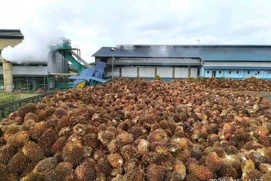 Perusahaan Sawit Diajak Lakukan Hilirasi