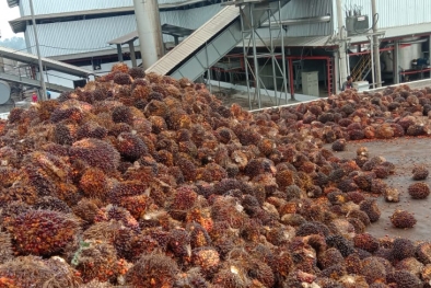 Kehadiran PKS Baru Dongkrak Harga Sawit