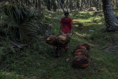 Nilai Tukar Petani Riau Naik Hingga 3,47 Persen