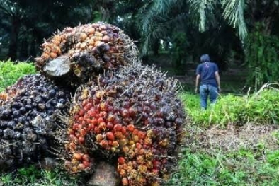 Segini Penetapan Harga Ekspor CPO dan Turunannya
