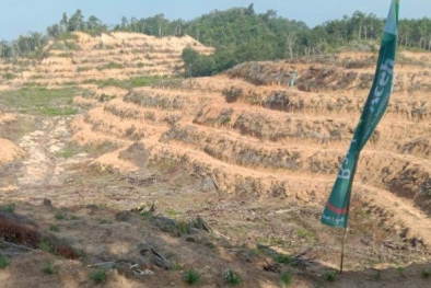 Belasan Perusahaan Sawit tak Kunjung Bangun Kebun Plasma