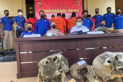 Gajah Mati Kena Listrik di Kebun Sawit, 11 Orang Ditangkap