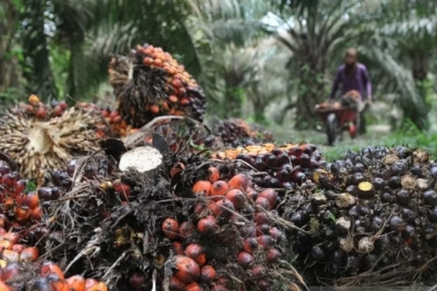 Begini Laporan KLHK Selama Moratorium Sawit