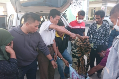 Jual Kulit Harimau, 4 Warga Sumbar Ditangkap di Riau