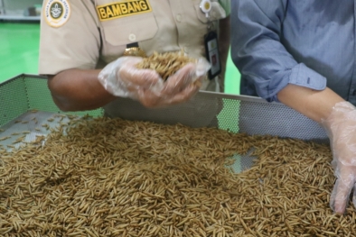 Wow, Mantap! Pekanbaru Ekspor Maggot 2.858 Kilogram ke Eropa