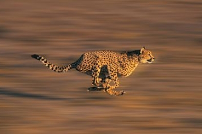 6 Hewan Tercepat di Dunia yang Lebih Kencang dari Cheetah