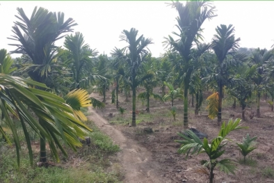 Pinang Jambi Tembus Pasar Ekspor Arab Saudi