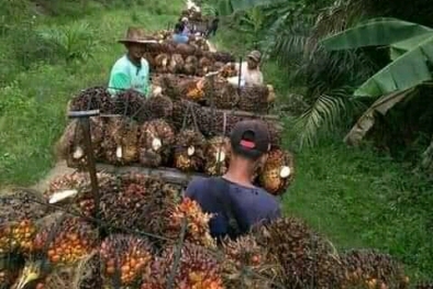 Sambut DMSI, SAMADE Buat Program Kerja 2022