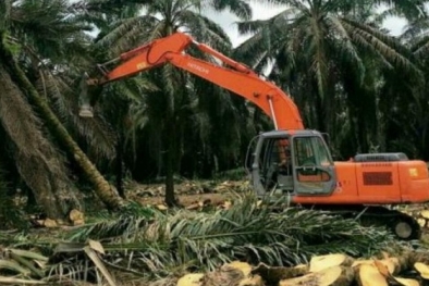 PSR 420 Hektar Sawit Selesai Tanpa Kendala, Ini Rahasianya