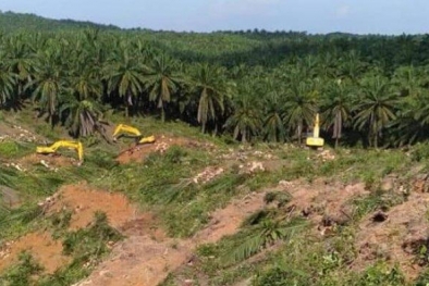 Sulit Kejar Target, Baru 500 Ha Sawit Riau Direplanting
