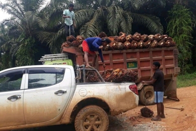 Dinilai Tak Beresiko, Usaha Sawit Gampang Dapat Kredit