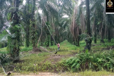 Bantuan Egrek dan Dodos tak Relevan dengan Status Lahan