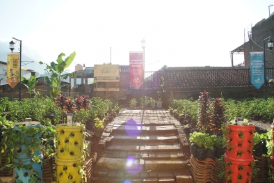 Optimalkan Halaman Masjid Jadi Lahan Pertanian Modern