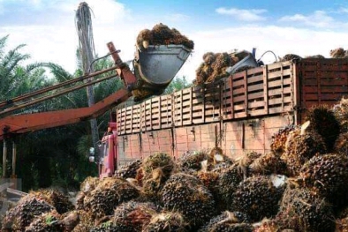 Naik, Harga TBS Terendah di Babel Rp 2.140/Kg