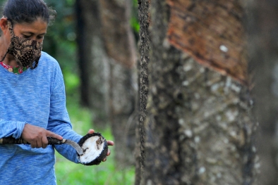 Begini Rincian Harga Karet di Sejumlah Wilayah Riau