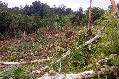 Petani Karet Rame-Rame Bertanam Sawit, Ada Yang Tetipu Bibit Abal-abal