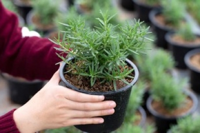 Yuk Intip 10 Tanaman Hias Pengusir Nyamuk di Rumah