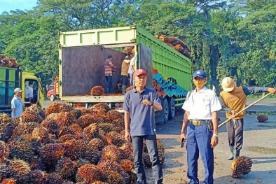 Merantau ke Rohul, Kini Iwan Jadi Toke Sawit