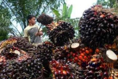 Harga TBS Jambi Susul Riau dan Sumut