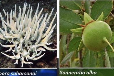 Koral Endemik Indonesia Perlu Dilindungi dari Dampak Pemanasan Global