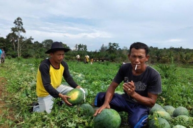 Menunggu Sawit Panen Perdana, Petani ini Panen Semangka