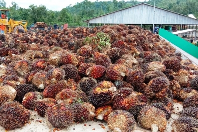 Kanan-Kiri Didongkrak Sawit, Capaian Tertinggi Sejak Merdeka