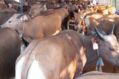 289 Kelompok Peternak Gagal Dapat Sapi Bantuan DPK Riau