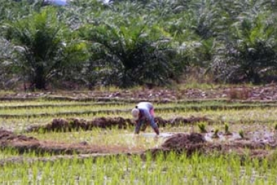 Efek Harga TBS, Calon Sawah Jadi Kebun Sawit