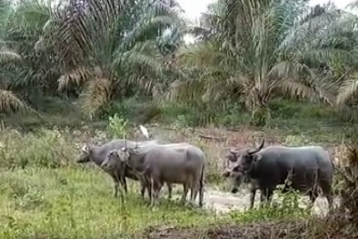 Petani ini Dibantu Kerbau Naikkan Kualitas Tanah Kelas Tiga