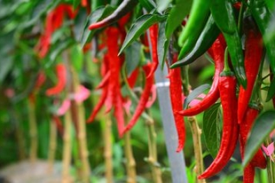 Simak Cara Budidaya Cabai Merah Berikut Ini