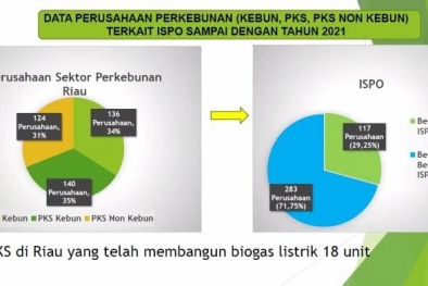 Baru 117 Perusahan Kelapa Sawit di Riau Bersertifikat ISPO