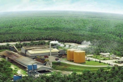 Disbun Riau Peringatkan Puluhan Perusahaan Sawit Soal Izin