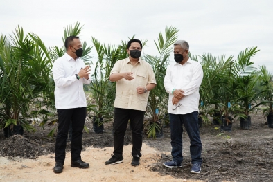 Erick Thohir Tanam Sawit Perdana PSR, Bibit Unggul dari PTPN V