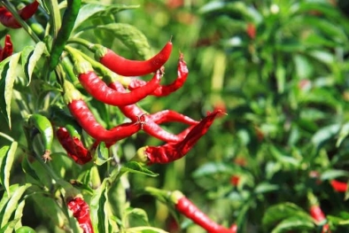 Berikut Tips Atasi Penyakit Cabai Keriting